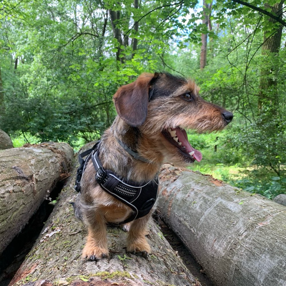 Hundetreffen-Welpen Treffen Bördeland-Profilbild