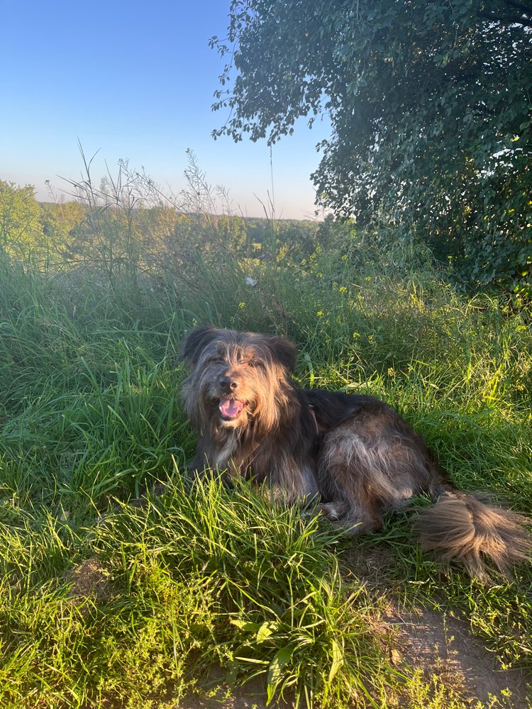 Hundetreffen-Spazierkollege:in für Romeo-Profilbild