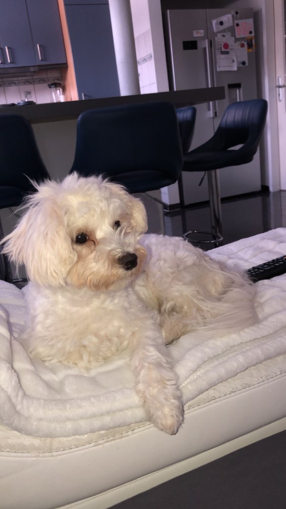 Hundetreffen-Welpentreffen-Profilbild