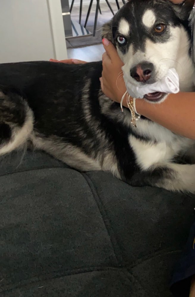 Hundetreffen-Beba sucht einen Freund-Profilbild