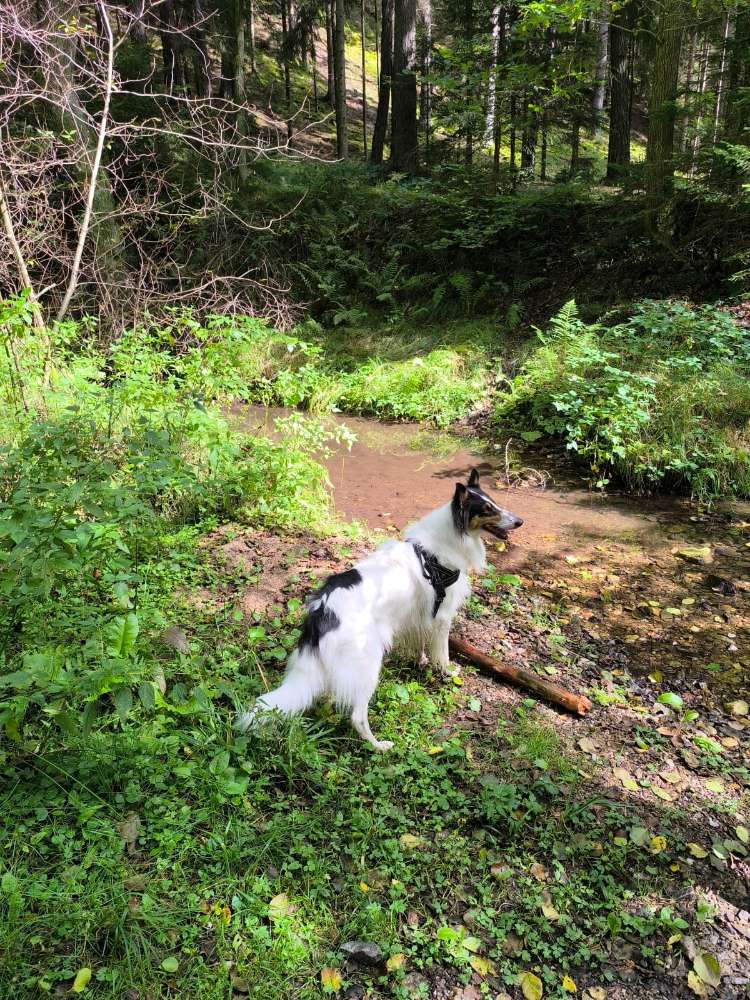 Hundetreffen-Spielen und spazieren-Profilbild