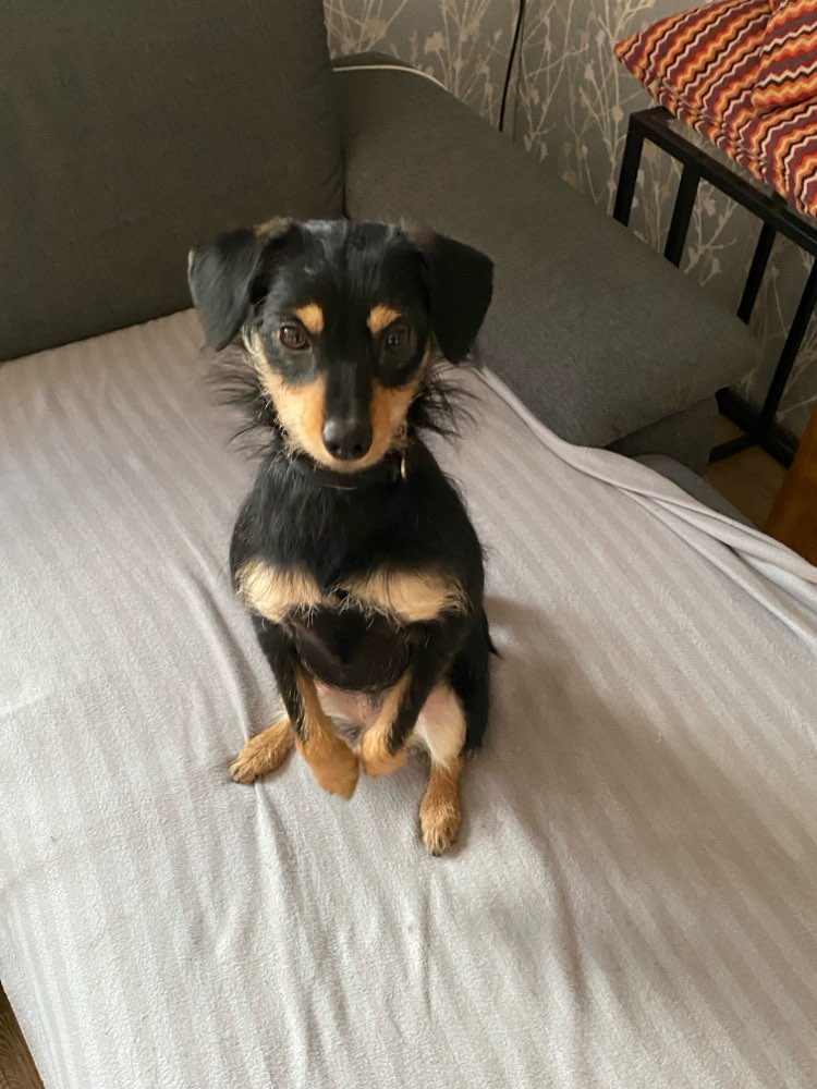 Hundetreffen-Hallo, ich bin Leni, eine Terriermischlingshündin.-Profilbild