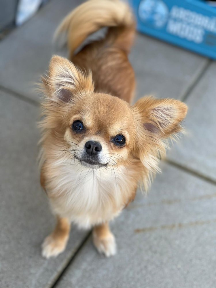 Hundetreffen-Kleinen Spielkamaraden gesucht-Profilbild