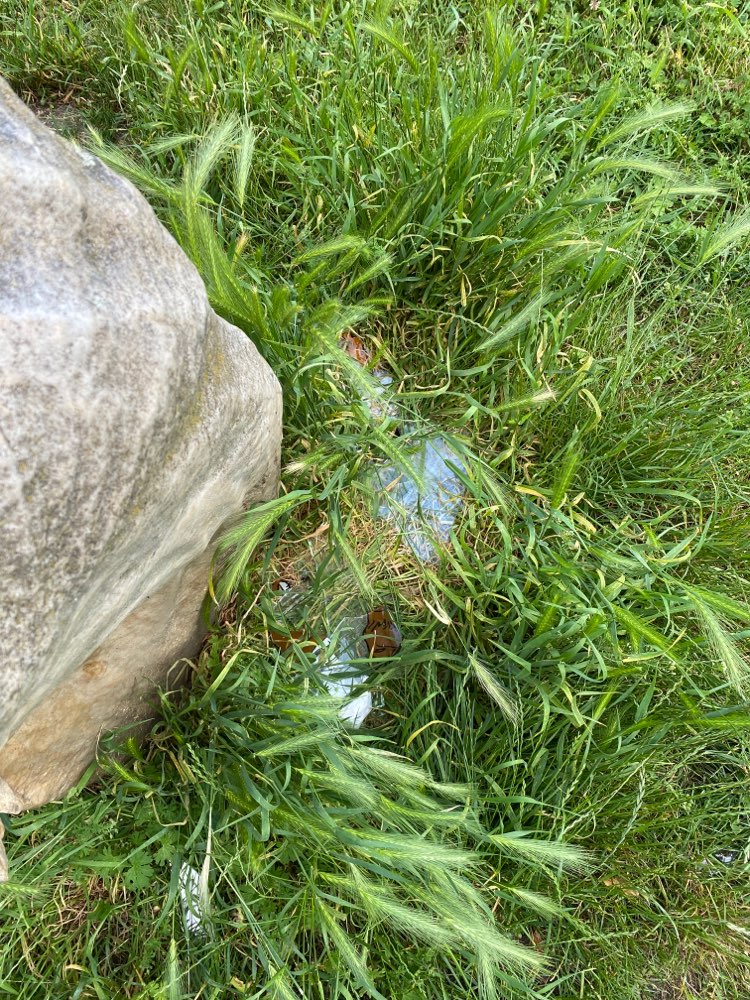 Giftköder-Große Glasscherben auf der Hundewiese-Profilbild