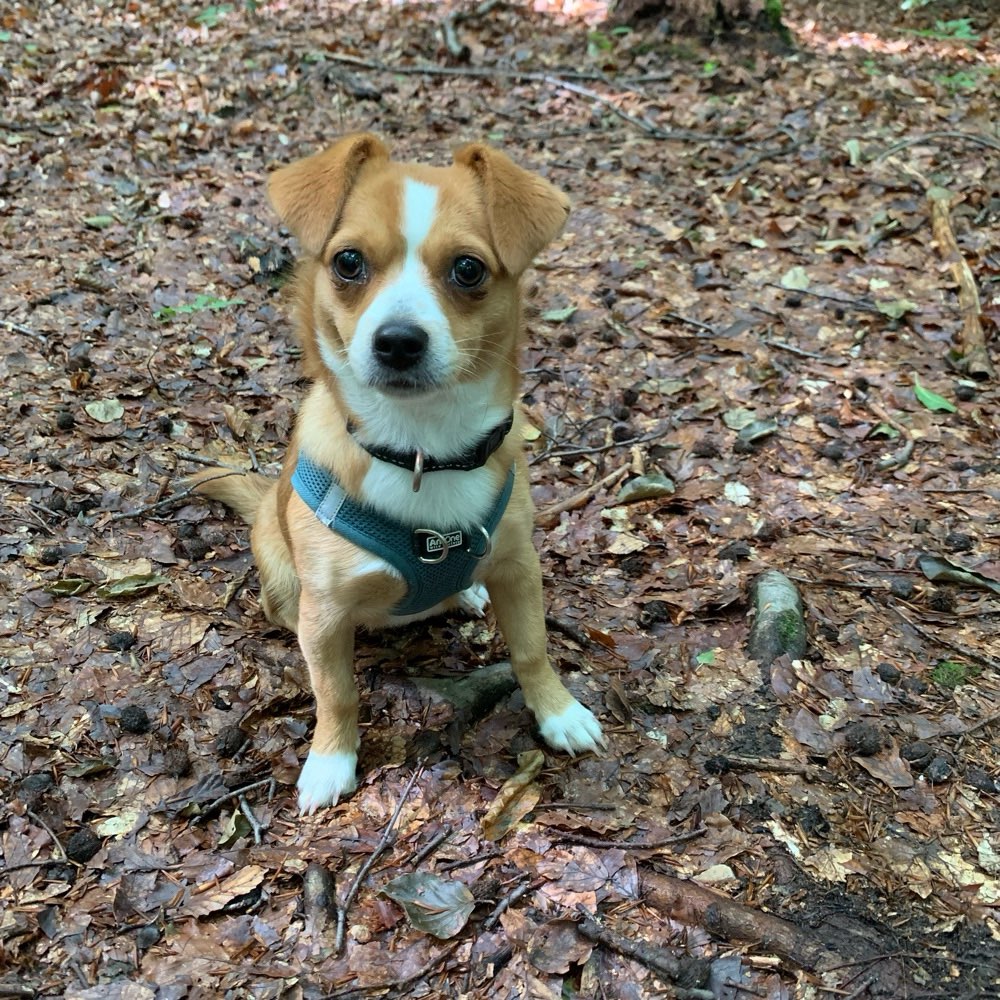 Hundetreffen-Amie sucht neue Hundekontakte-Profilbild