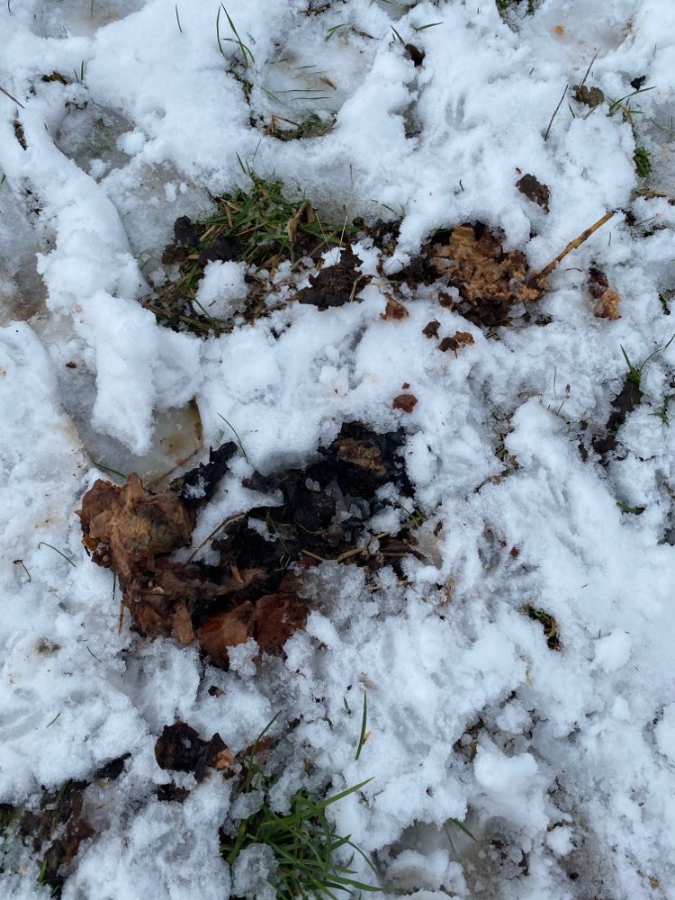 Giftköder-Vermutlich giftköder !!!-Profilbild