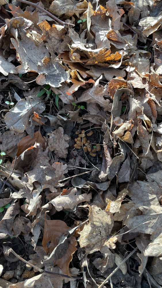 Giftköder-Verstecktes Trockenfutter-Profilbild