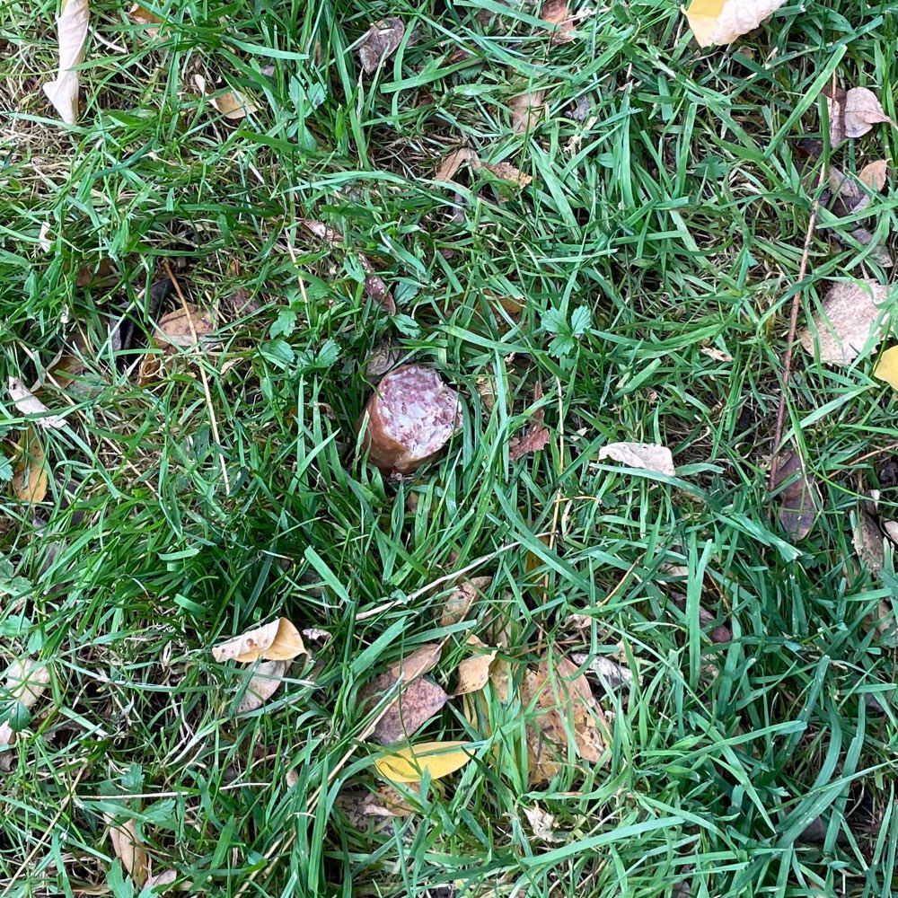 Giftköder-Wurststücke auf Wiese verstreut-Profilbild