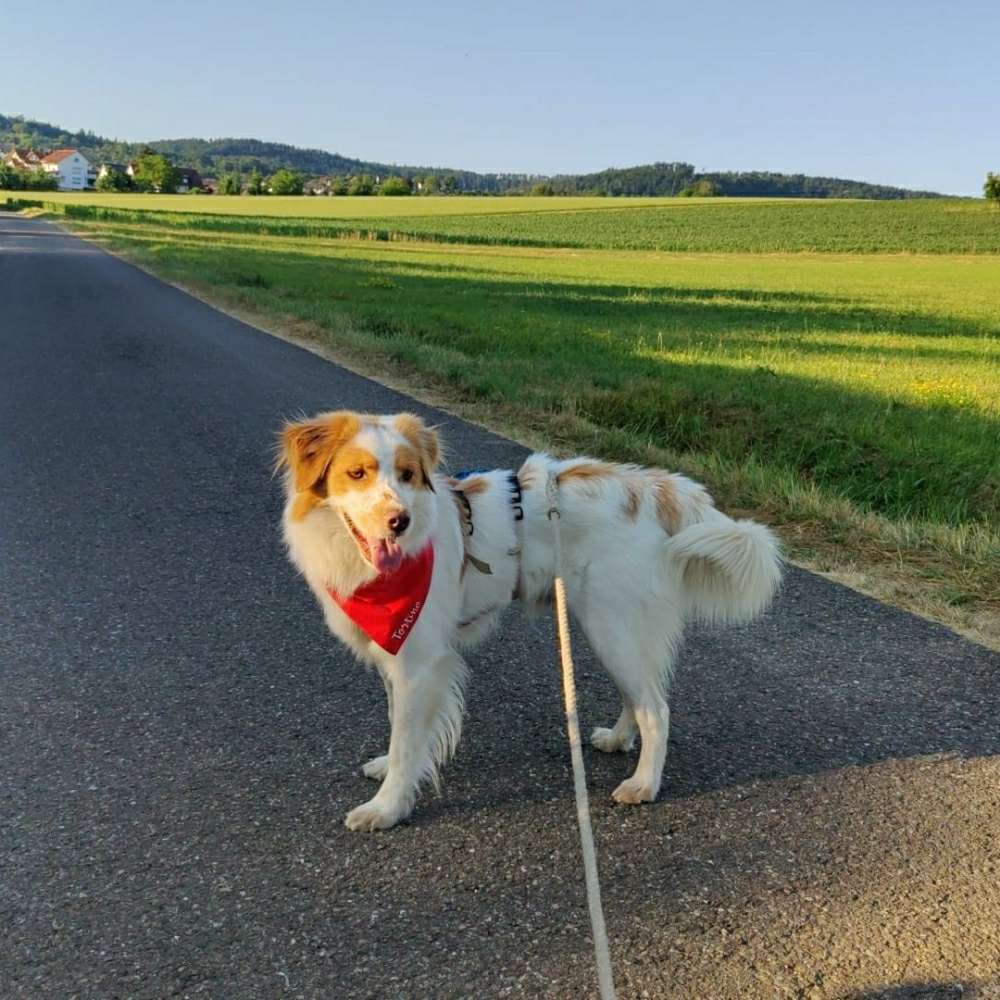 Hundetreffen-Gassigehen in und um Ludwigsburg-Profilbild