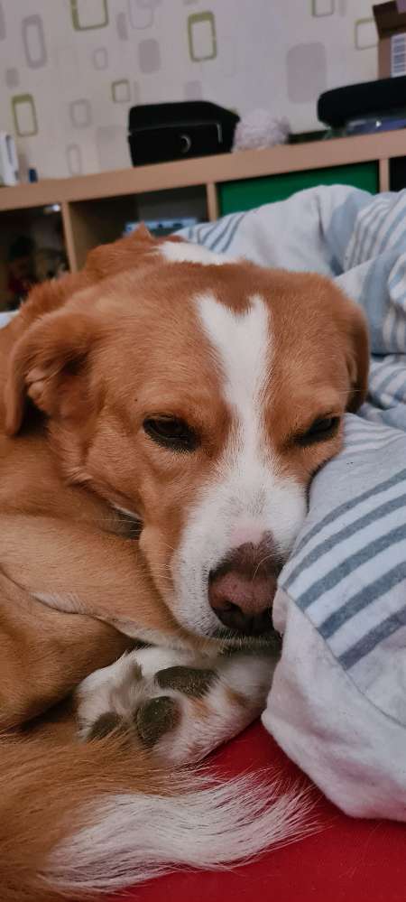 Hundetreffen-Gassi & Sabbel runde-Profilbild