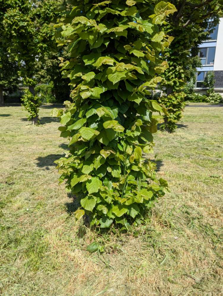 Giftköder-Wurststücke unter gemähtem Gras am Baum-Profilbild