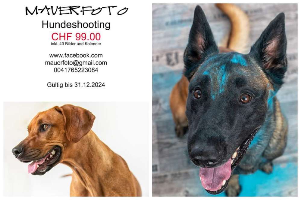 Hundetreffen-Hundeshooting-Profilbild