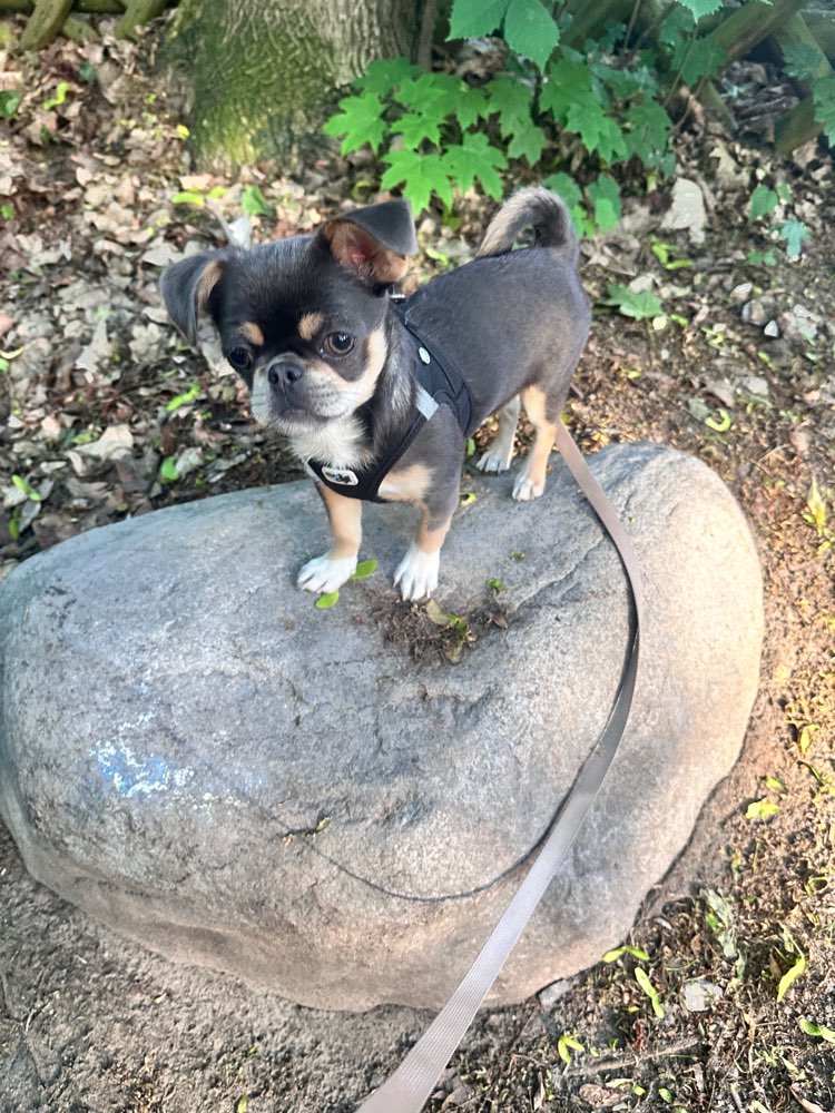 Hundetreffen-Spielen und gemeinsames Gassi-Profilbild