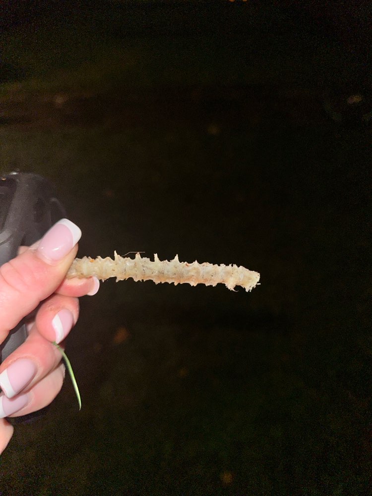 Giftköder-Extra ausgelegte angespitzte Knochen!-Profilbild