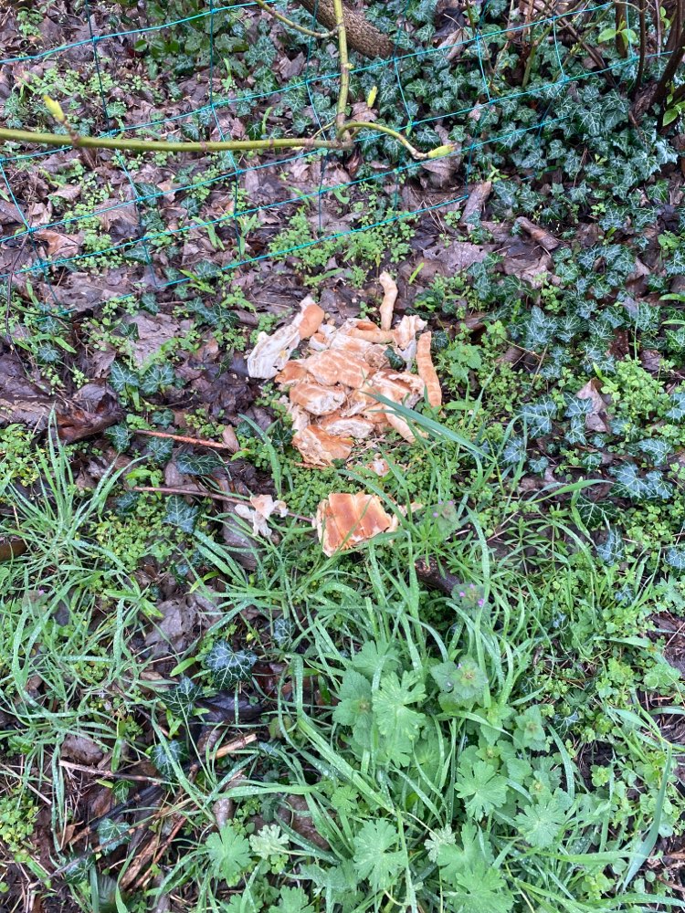 Giftköder-Vermutlich vergiftet-Profilbild