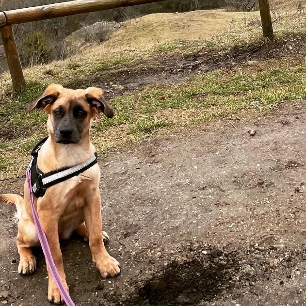 Hundetreffen-Treffen-Profilbild