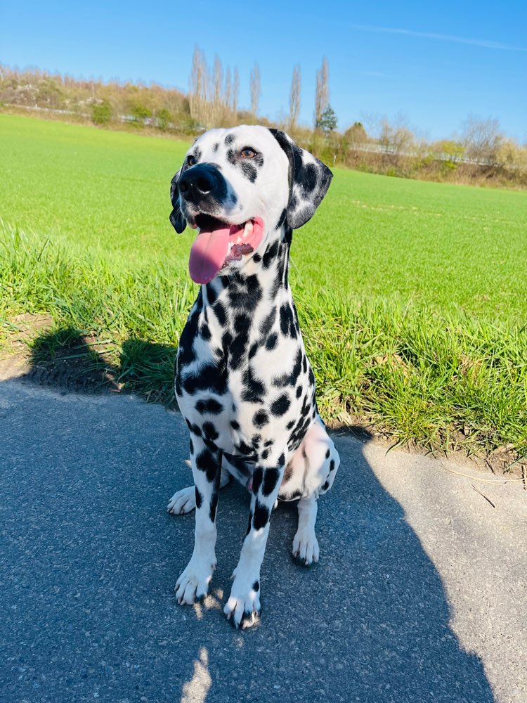 Hundetreffen-Spaziergänge / Urlaubsbetreuung-Profilbild