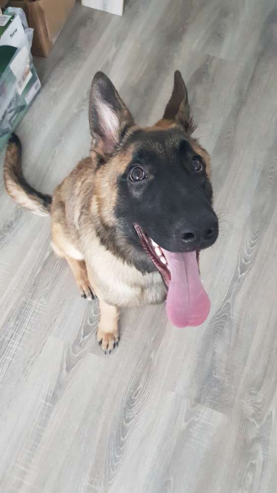 Hundetreffen-Lass uns spielen gehen und kennenlernen 🐶🌨️-Profilbild