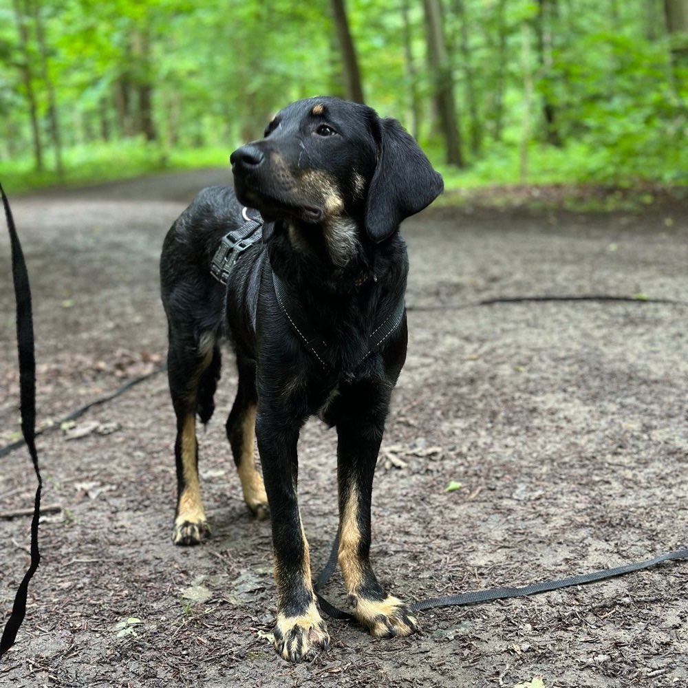 Hundetreffen-Spielfreunde gesucht-Profilbild