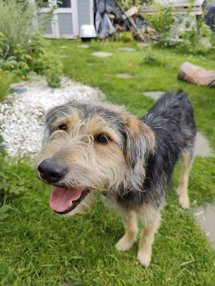 Hundetreffen-Spielrunde und Gassi gehen-Profilbild