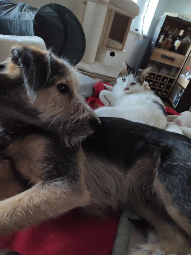 Hundetreffen-Spielgefährten gesucht-Profilbild