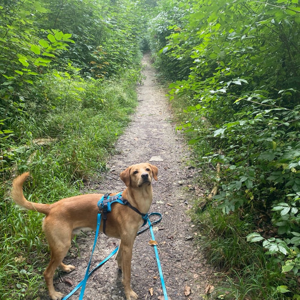 Hundetreffen-Suchen Spielgefährten-Profilbild