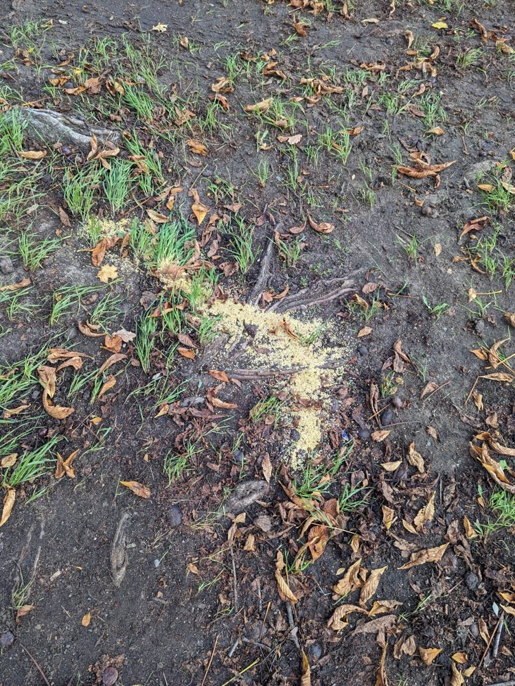 Giftköder-Gift / Giftköder-Profilbild