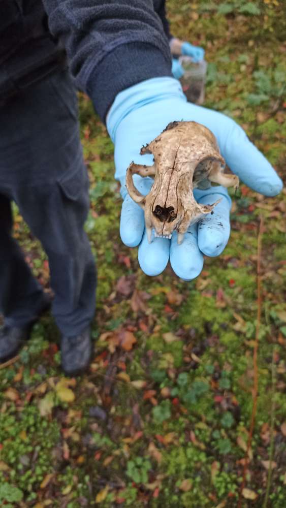Giftköder-ACHTUNG Giftköder in Urberach-Profilbild