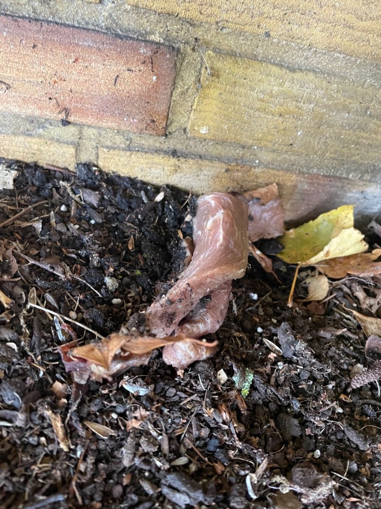 Giftköder-Verdächtiges Rohfleisch-Profilbild