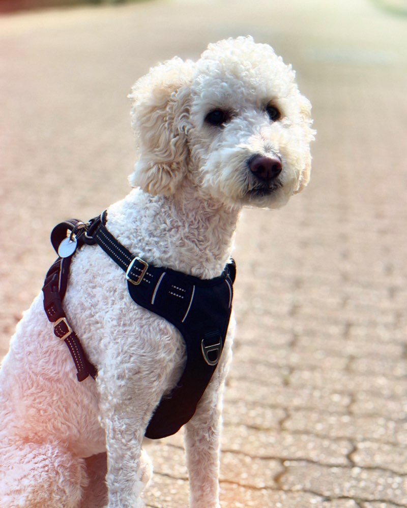 Hundetreffen-Spielerunde im Stadwald Krefeld-Profilbild