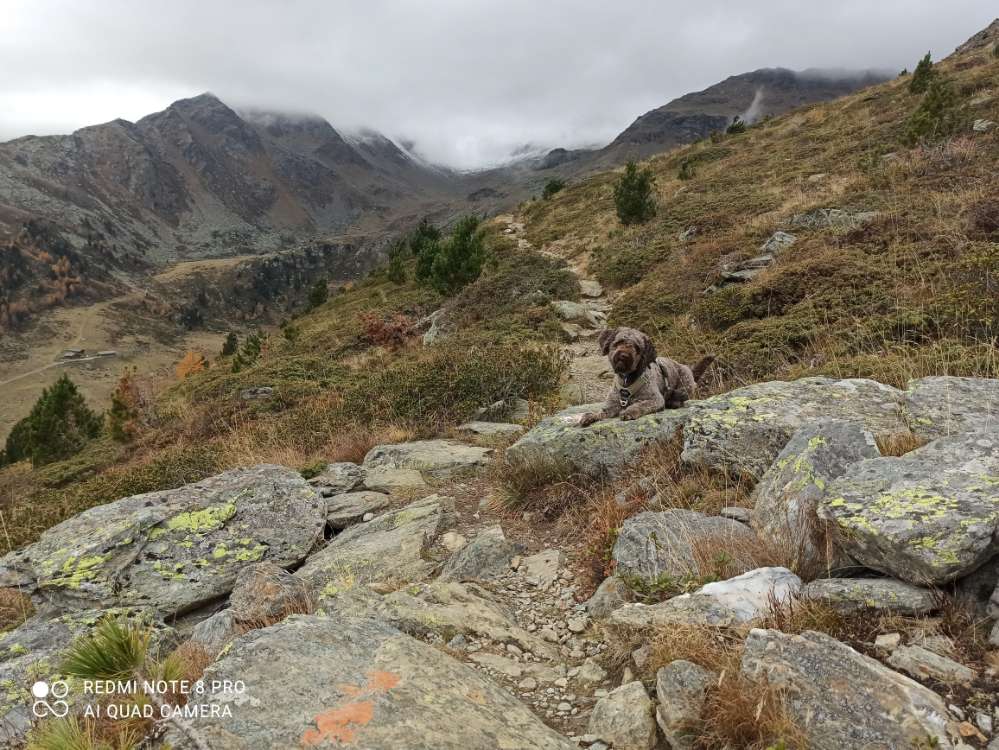 Hundetreffen-Gemeinsame Bergtouren-Profilbild