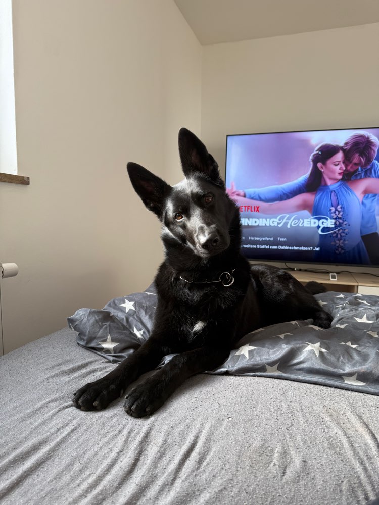 Hundetreffen-Hundebegegnungen üben gemeinsam gassi gehen üben-Profilbild