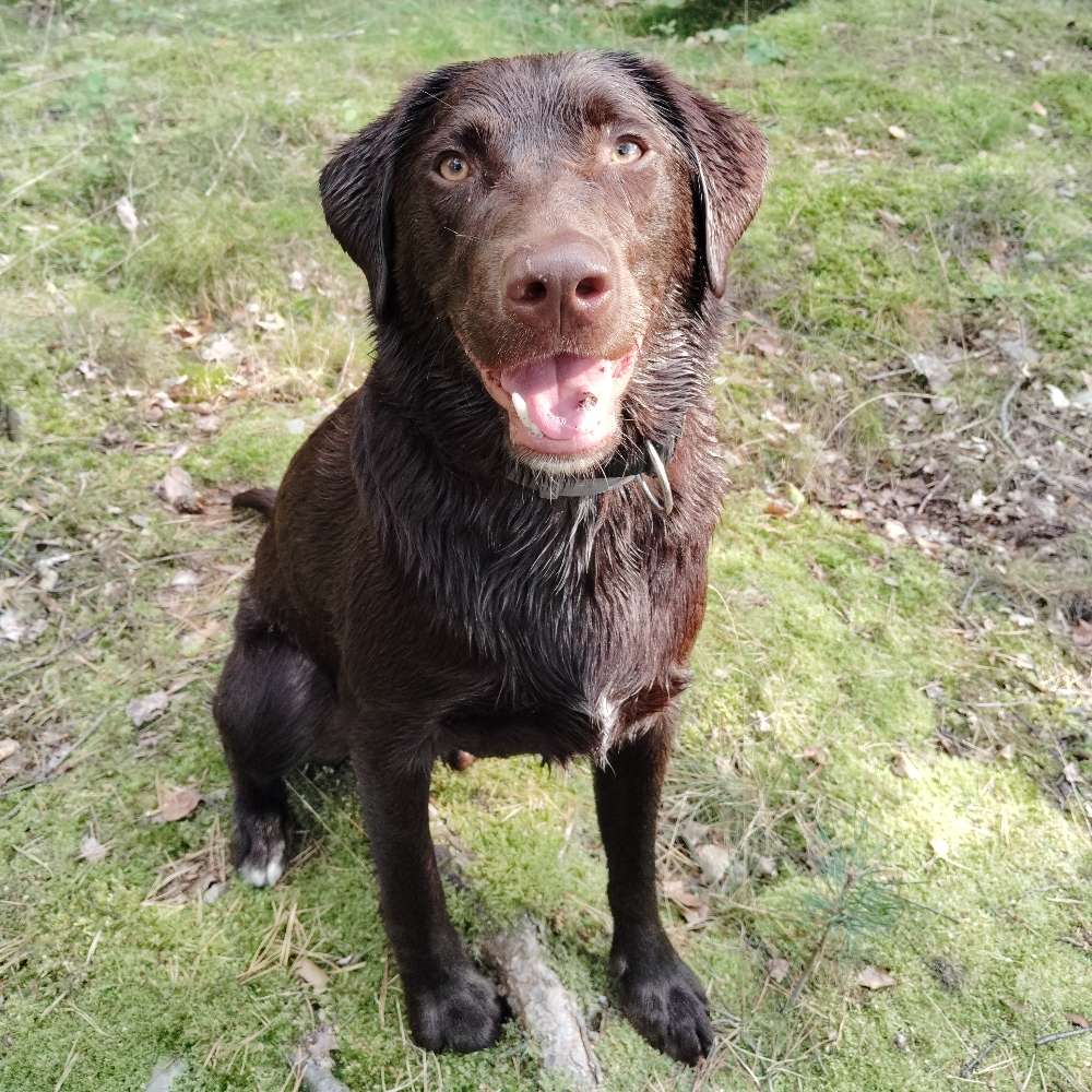 Hundetreffen-Gassi- und Spielrunde-Profilbild