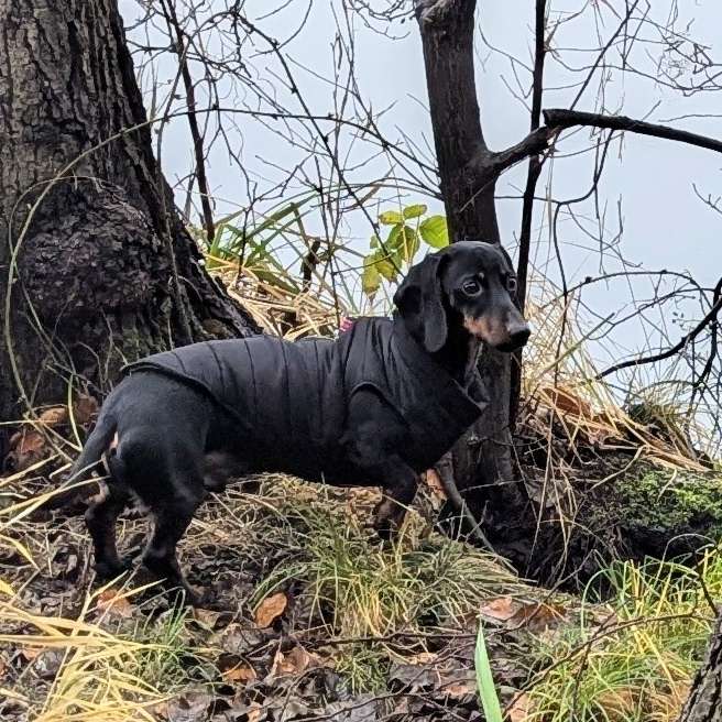 Hundetreffen-Spazieren und Spielen-Profilbild