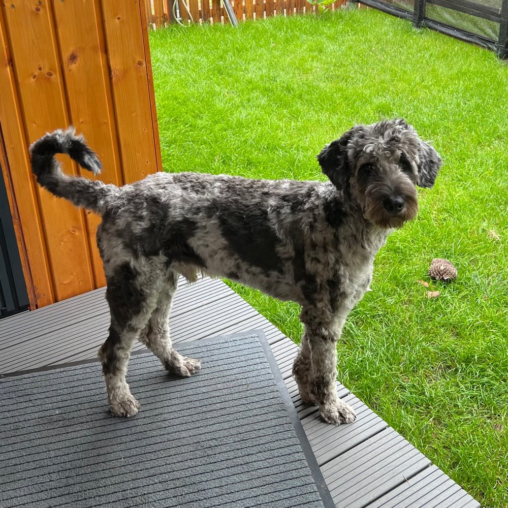 Hundetreffen-Spaziergang oder Spuel in Plaue (Brandenburg) oder Umgebung-Profilbild