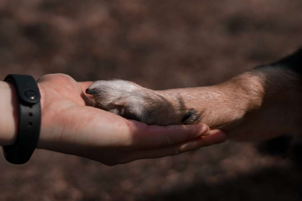 Hundetreffen-Spendenwalk - ZUSAMMEN GUTES TUN-Profilbild