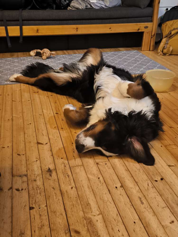 Hundetreffen-Pfotenfreunde gesucht-Profilbild