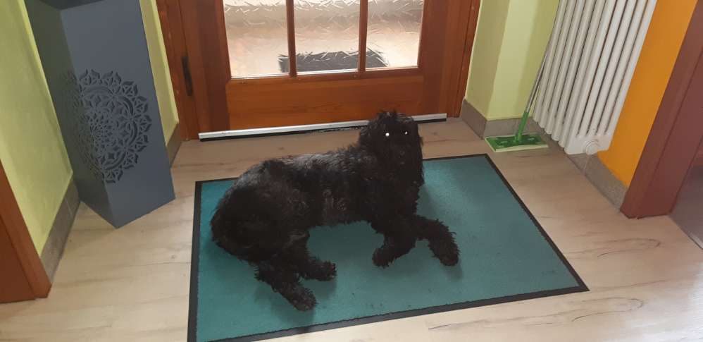 Hundetreffen-Gassirunde und spielen-Profilbild