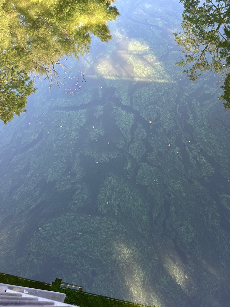 Giftköder-Blaualgen in der Kinzig-Profilbild