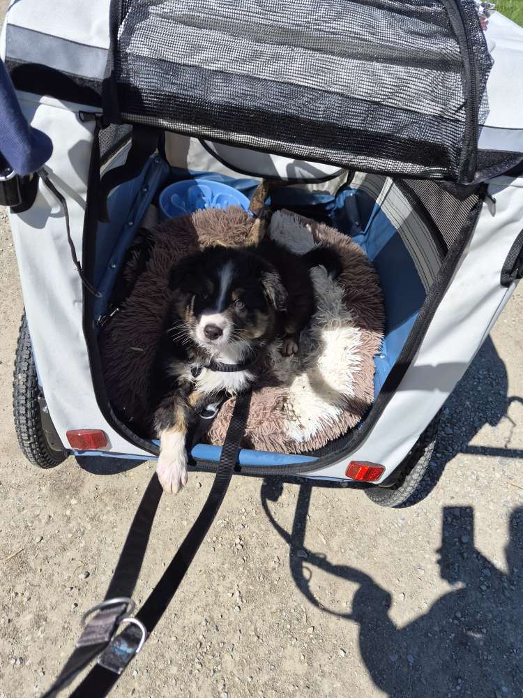 Hundetreffen-Welpentreffen/Hundetreffen in Velden und nahen Umkreis-Profilbild