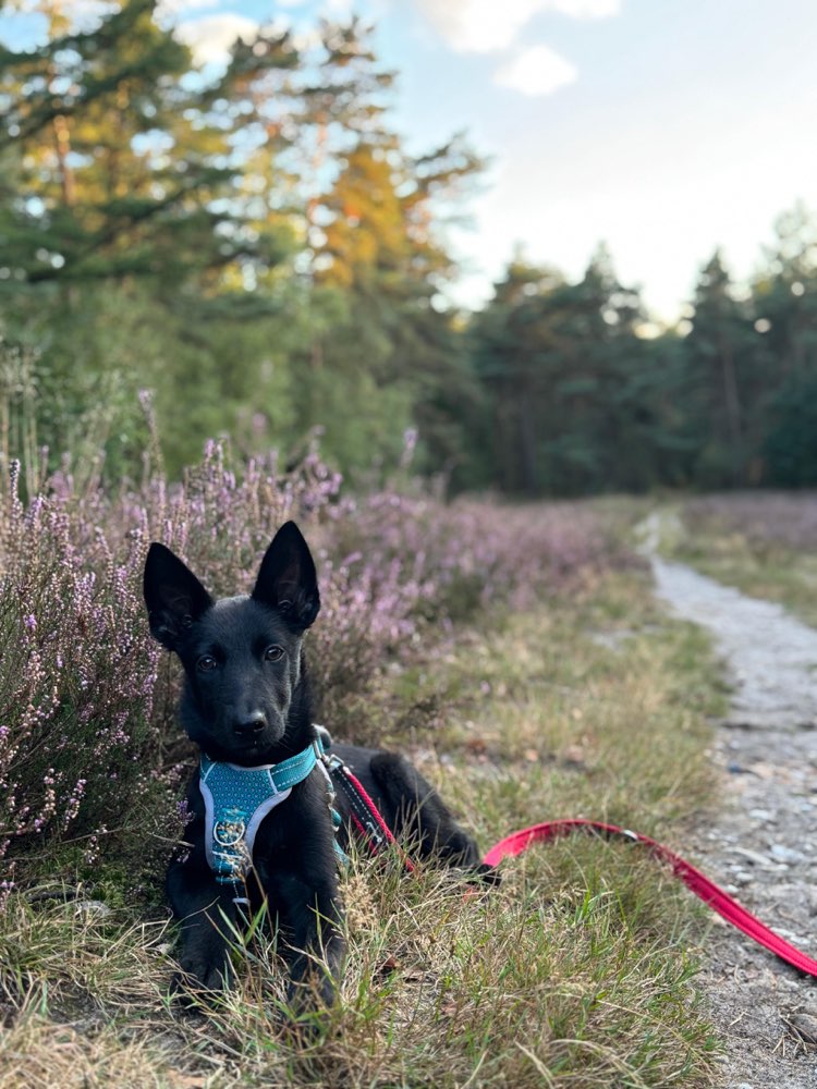 Hundetreffen-Welpen Gassi und Spielrunde-Profilbild