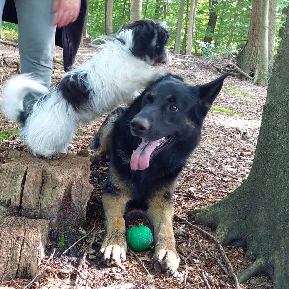 Hundetreffen-Freundinnen willkommen,gerne grosse Mädels-Profilbild