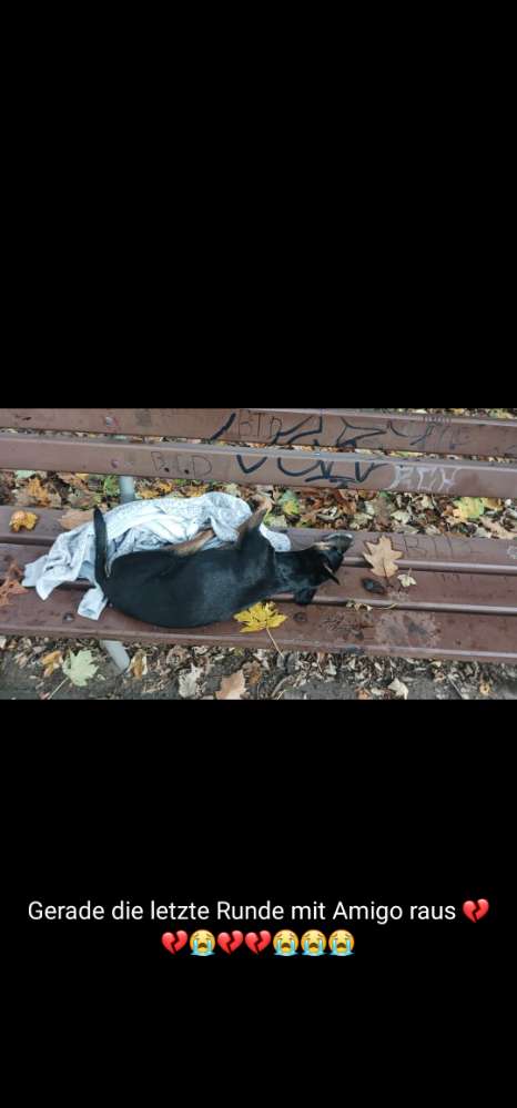 Giftköder-Giftköder-Profilbild