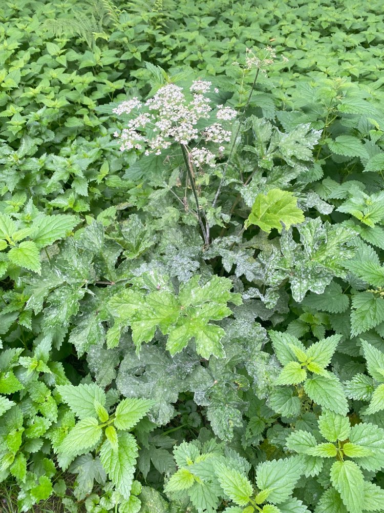 Giftköder-Bärenklau-Profilbild