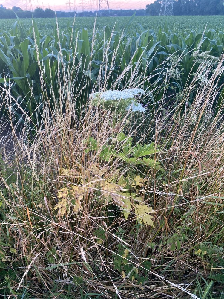 Giftköder-Bärenklau-Profilbild