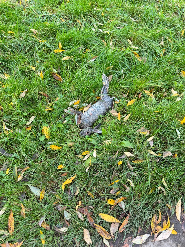 Giftköder-Toter Hase-Profilbild