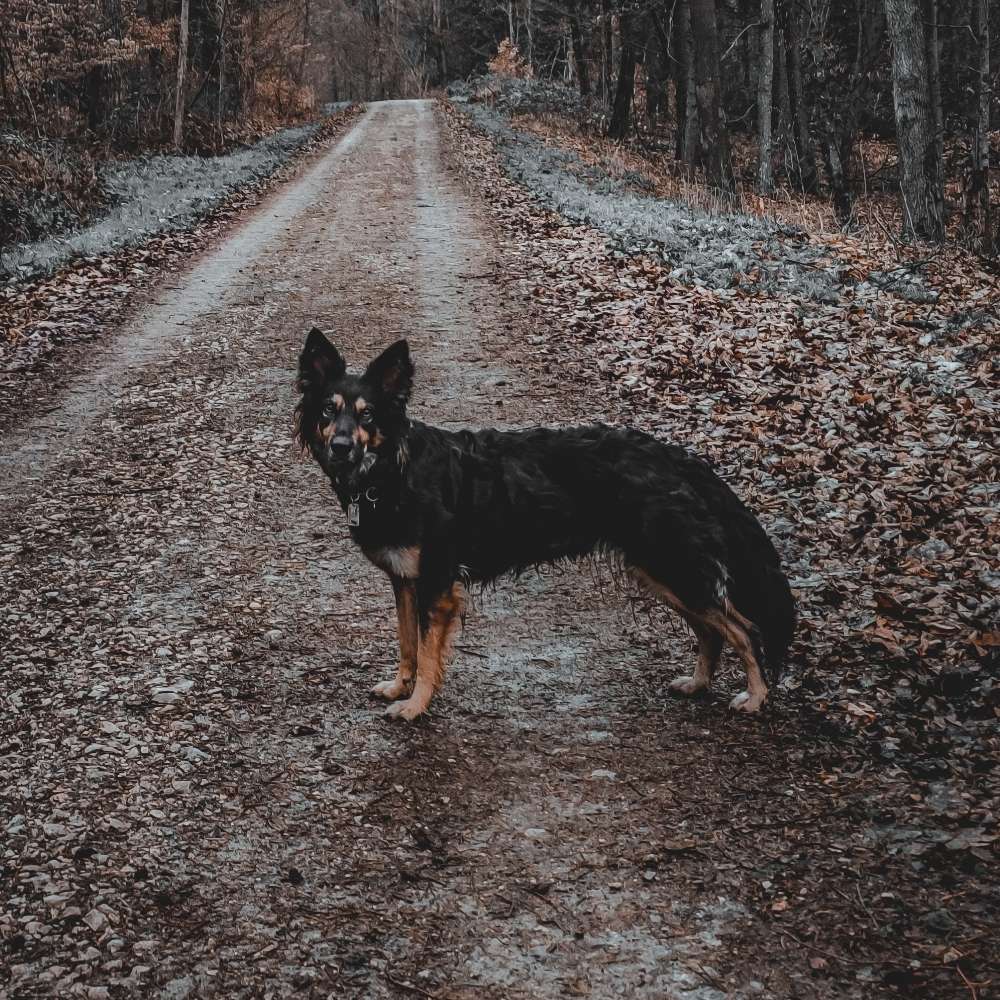 Hundetreffen-Wir freuen uns immer über neue Gassi - Bekanntschaften 🥰-Profilbild
