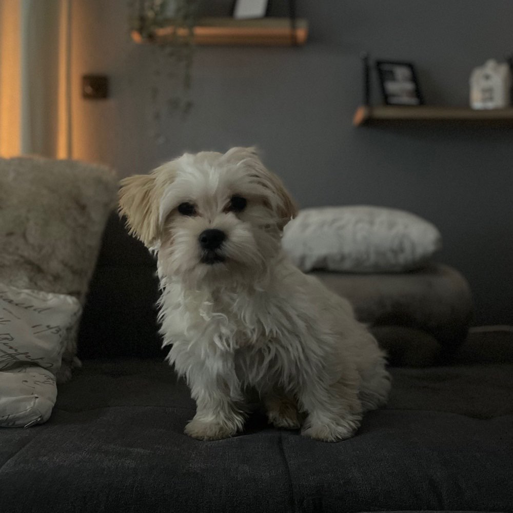 Hundetreffen-Junghund-treffen  Lüerdissen/Umgebung-Profilbild