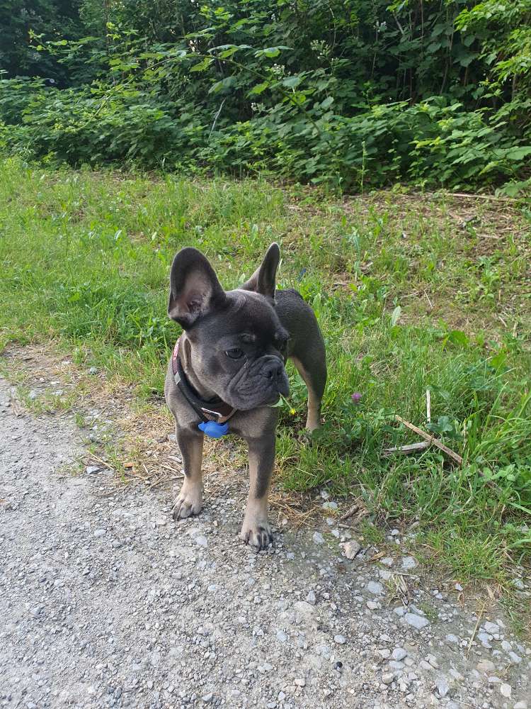 Hundetreffen-Eddy sucht neue Spielkameraden-Profilbild