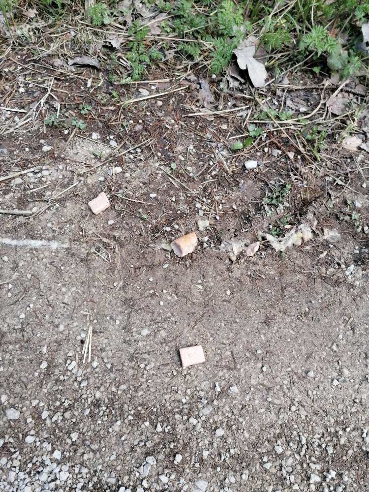 Giftköder-evtl.Giftköder-Profilbild